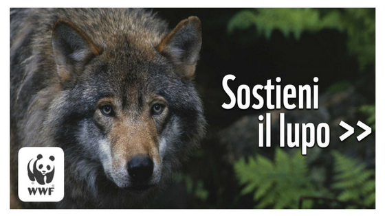 Sostieni il lupo italiano, dona al WWF